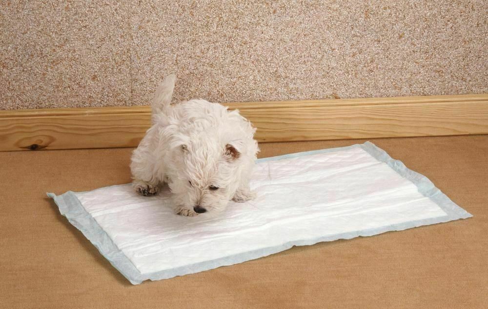 PUPPY TRAINING PADS PACK OF 5 LEAK PROOF PADS