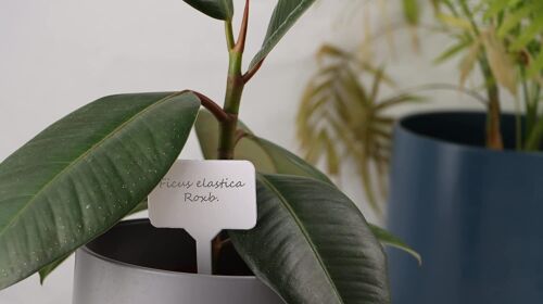 Plant Tie, Plant label T type write name of herbs